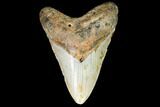 Fossil Megalodon Tooth - North Carolina #99331-1